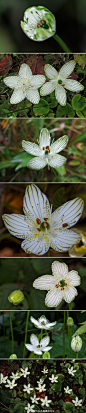 精美绝伦的#帕那色斯草#（Parnassia grandifolia）是虎耳草科梅花草属植物。是北美南部的特有种。镶满靓丽的橄榄绿条纹的白色花瓣 如此的惊艳动人。让人不禁深深爱上这种精致。圆润的基生叶只有几英寸长躲在林间草地中不易发现，花期在十月前后。