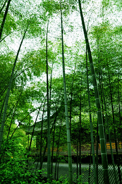 5liui_静ing采集到雨静飞蝶彤竹青