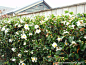 camellia hadges山茶篱 修91-100 冠幅41-50 每株间距50厘米三角种植