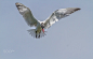 红嘴巨鸥  Hydroprogne caspia 鸻形目 鸥科 巨鸥属
Caspian Tern by stanley  sutton on 500px