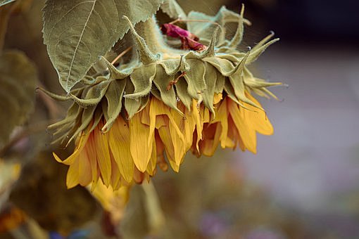 sunflower-4377976__3...