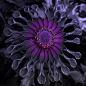 Osteospermum---->gorgeous