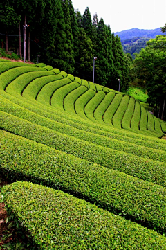 景观人部落采集到乡村