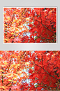枫树树林枫叶图片