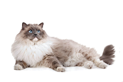 慕小鱼采集到猫砂