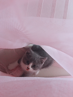 青碧色的玉采集到猫与美甲