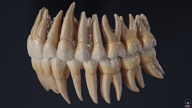 Teeth model - anatom...