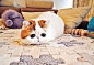 史努比猫