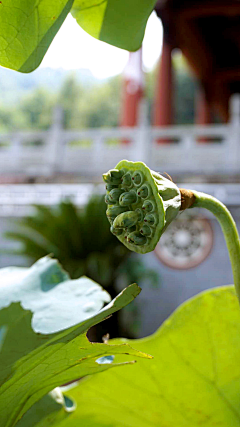 木槿0519采集到Hibiscus—by myself