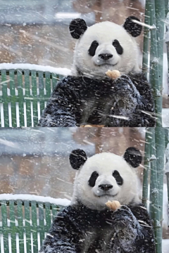 纷飞吧雨采集到萌宠