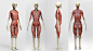 Anatomy_muscles, Salman Rahman Antar : Based on UArtys "ARTISTIC ANATOMY IN ZBRUSH" by Ryan Kingslien