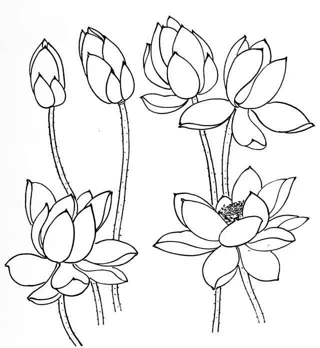白莲花的画法图片
