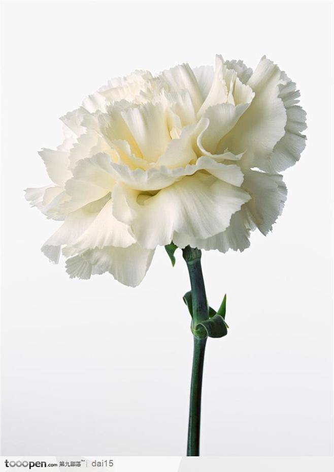 花卉造型-球形的白色康乃馨