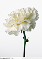 花卉造型-球形的白色康乃馨