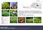 38植物分析图三 副本