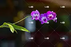 兰花 紫色 花 盛开 自然 植物 花壁纸 热带 花卉背景 健康