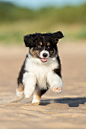 Australian Shepherd Puppies (25 Cute and Cuddly Pups) - Talk to Dogs