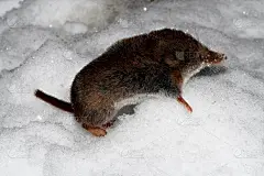 老鼠鼩晚上在雪地里