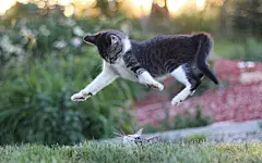 高清小萌猫桌面壁纸  #优质# #动物# #高清#