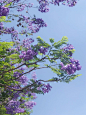  紫色浪漫的蓝花楹树~ ​​​​