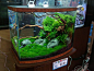 台湾热带鱼水草专门店的水草造景作品