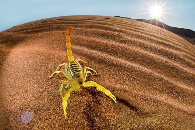 沙漠中的一只蝎子,绚丽的体色令人过.