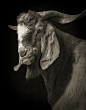 Kevin Horan摄影作品：羊 - PADMAG视觉杂志