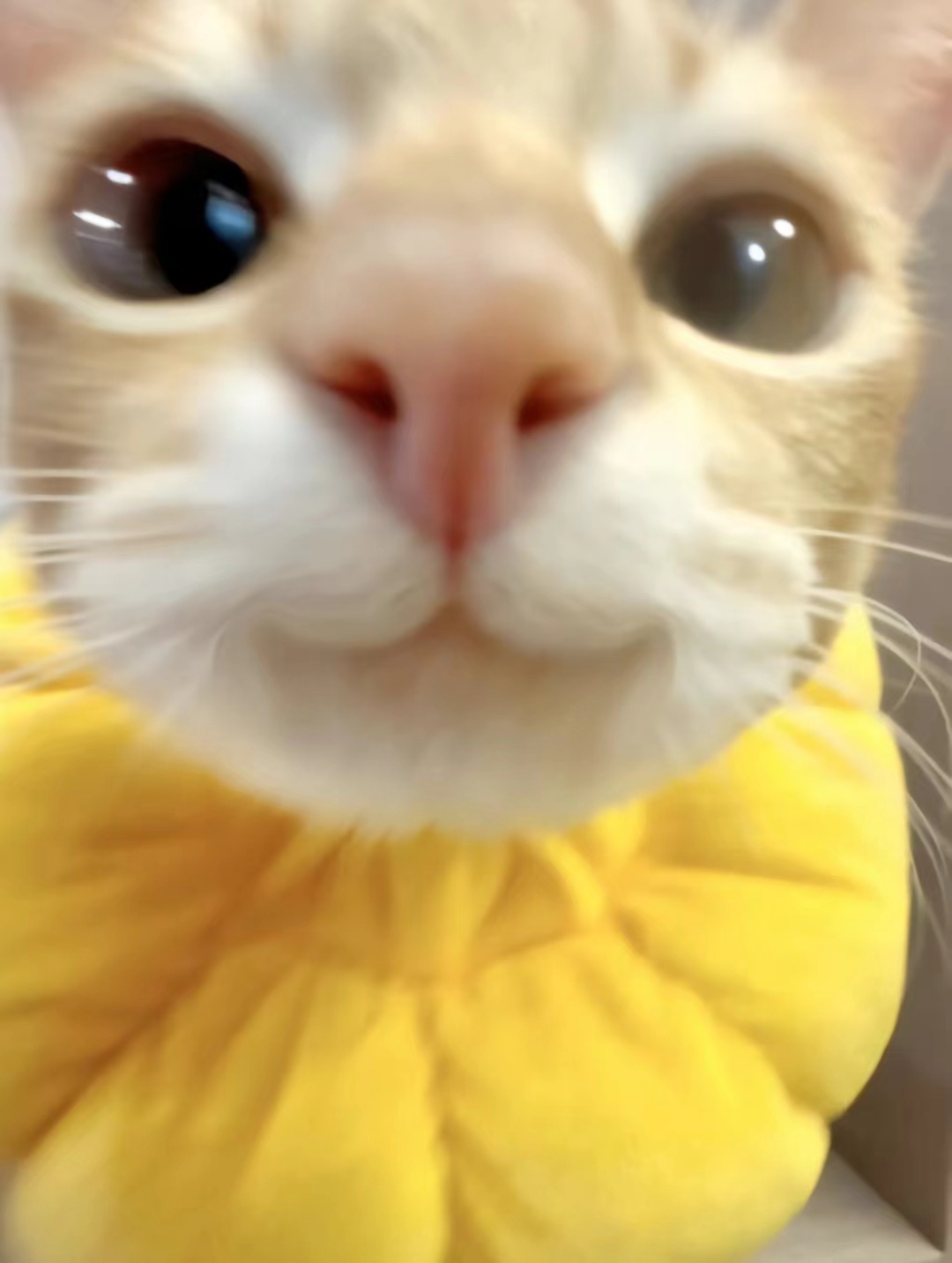 厕所玩蛆