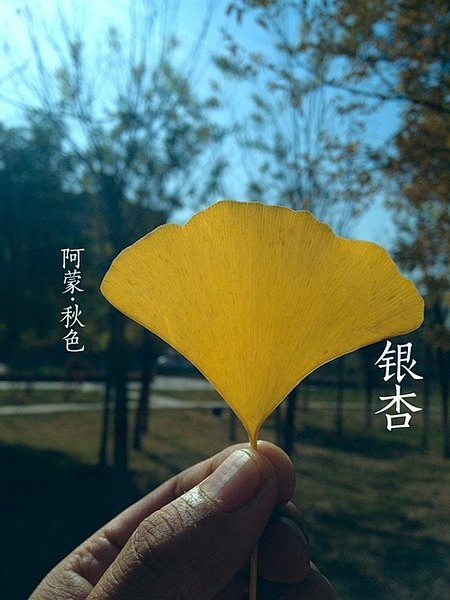 银杏