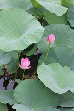 花瓣--雨采集到花卉植物壁纸