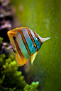 Butterflyfish on green