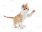 小猫,可爱的,白色,爪子,猫,斑纹猫,宠物,白色背景,水平画幅,猫科动物