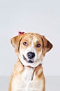 Rescued Dog's Portrait : These dogs were all rescued in poor condition, but today, thanks to their sponsor, they are healthy and waiting for a brand new home.This is a voluntary project in order to leverage the adoption of homeless animals.