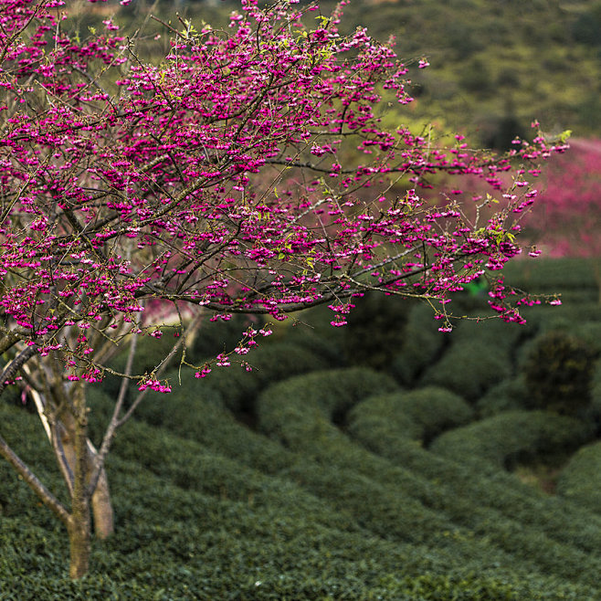 台品樱花茶园