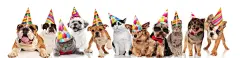 点击来源直接获取大图文件 |team of happy party pets on white background