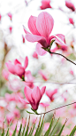 玉兰花