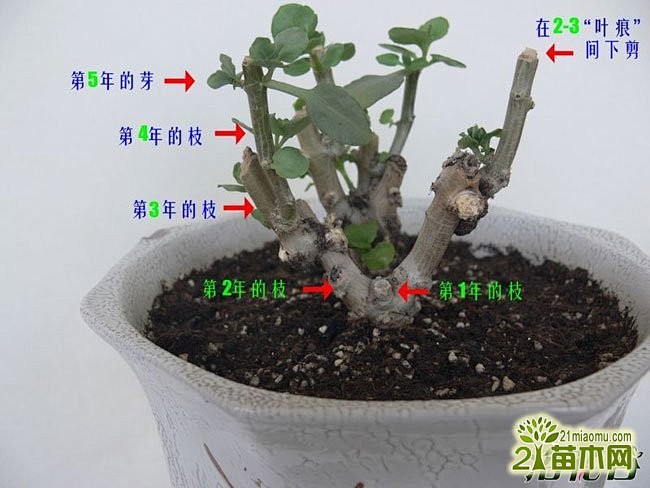 长寿花打顶与摘心图解