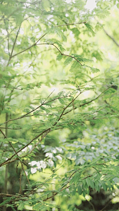 一猫有只猫采集到自然