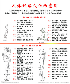 玅矆采集到穴位