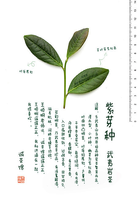 武夷岩茶 · 紫芽种
