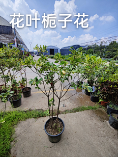 XYAAA采集到植物材料-中式/日式植物品种