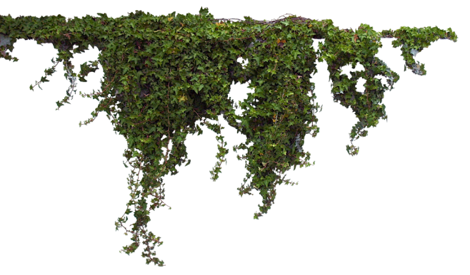 植物 绿叶 藤蔓 免抠PNG