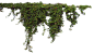 植物 绿叶 藤蔓 免抠PNG