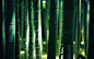 General 1920x1200 bamboo wood bokeh forest lights