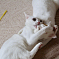 ins上两只白猫奇妙的日常互动姿势，倒是谁带傻的谁呢

(ins: kanapu10) ​​​​
