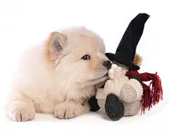 可爱的松狮犬桌面高清壁纸桌面壁纸2