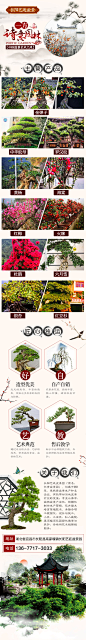 长阳艺廷盆景-
