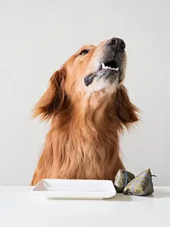 点击来源直接获取大图文件 |Golden retriever waiting for food at the dining table