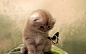 猫小猫蝴蝶 
