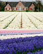[荷兰，郁金香花田，真是太美丽了！] 荷兰，郁金香花田，真是太美丽了！
